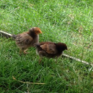 My baby chicks at 2 weeks old ginger headed one is called seeley booth aka ginger nut lol and the other one is temperance Brennan  aka booth :D