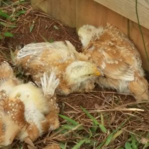 Red Ranger broilers