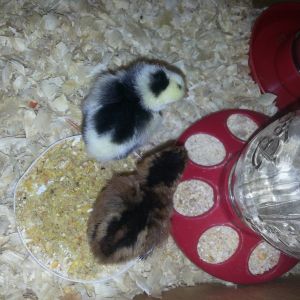 Our first chicks!  BLRW and mottled Java