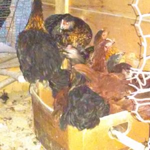 Ten my pullets all still sleeping in ther box  4 months old and ther getting a little cramped    I guess they'll perch wen they r ready lol
