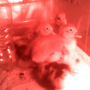 anacona ducklings