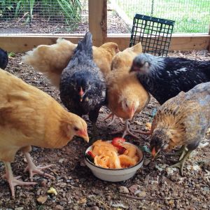 8 weeks old and gobbling up cantaloupe and strawberries