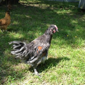 Silkie x Blue Copper Marans young rooster