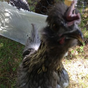 Silkie x Blue Andalusian young rooster