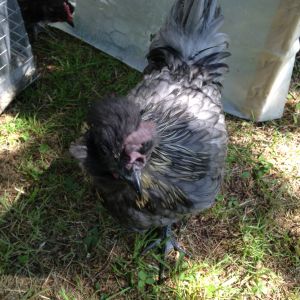 Silkie x Blue Andalusian young rooster