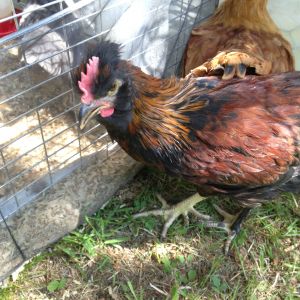 Silkie x Welsummer young rooster