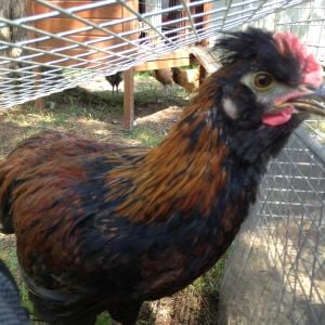 Silkie x Welsummer young rooster