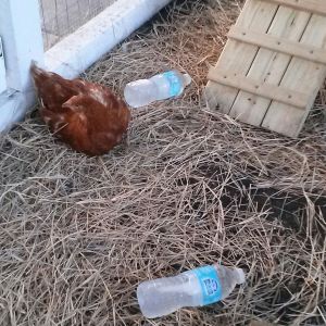 I have had numerous people laugh at me (family mostly) that I put frozen water bottles in the Chickalee's run during the hottest hours of the day!
I now have photographic PROOF....that they enjoy a frozen bottle or two!
FREE A/C <3