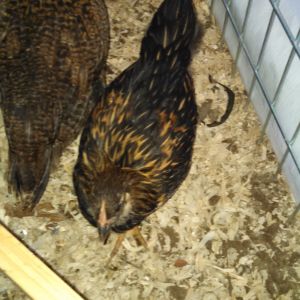 3 of our flock.  Golden laced partridge and part of a silver laced.