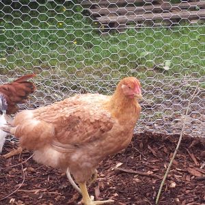 Peaches (hen)