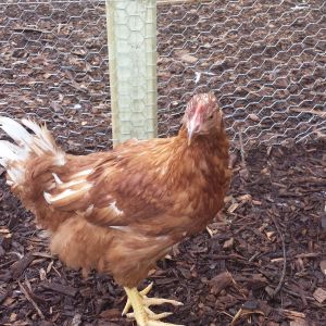 Bonita (hen)