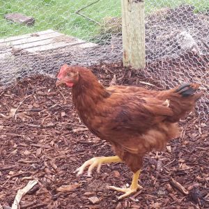 Red (rooster)