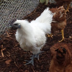 Mario (rooster)