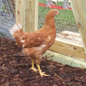Sunshine (hen)