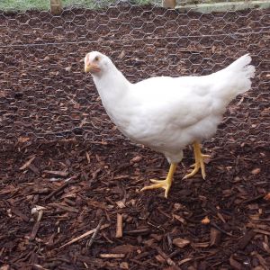 Luigi (hen)
