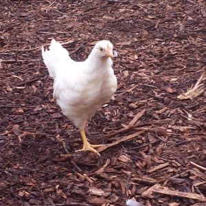 Peekachoo (hen)