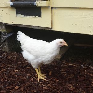 Lucky Lucy (hen)