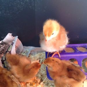 Mabel starting to establish the pecking order.