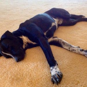 My catahoula boy Jeter