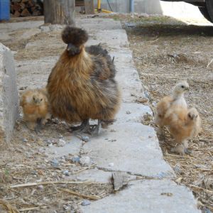 Selena with some of her 4-chick first brood