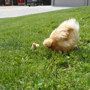 Saige with her first & only chick :)

update: disappeared 6/11/14 :( missed tremendously by Saige - and me