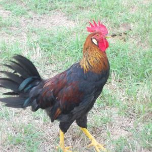 My Brown Leghorn rooster.  I have two.  One rules the chickens, the other one rules the guineas!  (I think he is confused!)