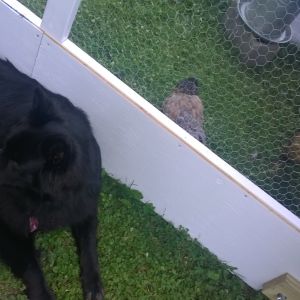 This is Melanie, our Belgian Shepherd.  These are a couple of her "ladies", members of the "All COOPED up, Melanie's Menagerie House"  
Her "ladies" are 4 Australorps, and 8 Easter Eggers.