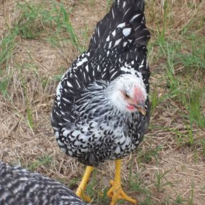 One of my sweet Wyandottes.