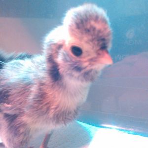 5 day old Silver Laced Polish Chick