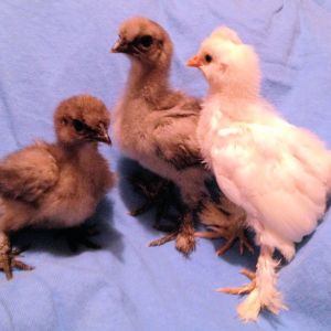 Newest Babies Storm, Rain And Khaleesi - 8 Days Old Today! Blue Silkies and Khaleesi is a Sultan (5 photos) 6-11-14