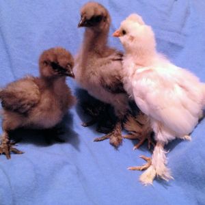 Newest Babies Storm, Rain And Khaleesi - 8 Days Old Today! Blue Silkies and Khaleesi is a Sultan (5 photos)