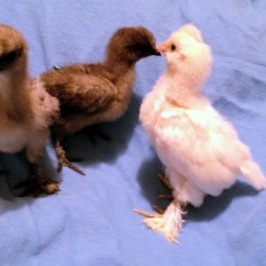 Newest Babies Storm, Rain And Khaleesi - 8 Days Old Today! Blue Silkies and Khaleesi is a Sultan (5 photos)