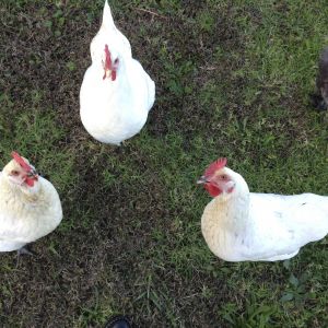 Hello mummy! Our Wyandottes and our 1 White leghorn.