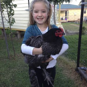 Chloe having a cuddle with Black Beauty.