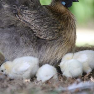 Coronation chicks with surrogate Silkie momma.
March 2014l