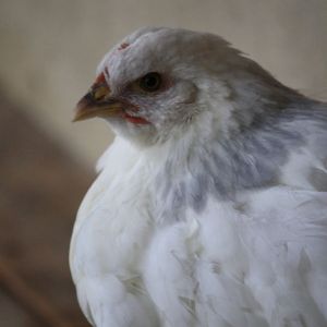 Pullet June 2014