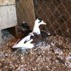 Penciled cockerel and dusky pied pullet