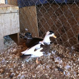 Penciled cockerel and dusky pied pullet