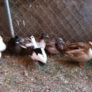 Call Duck Flock