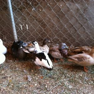 Call Duck Flock
