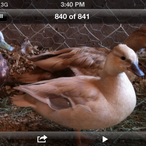 Pastel Pair with khaki hen in the background