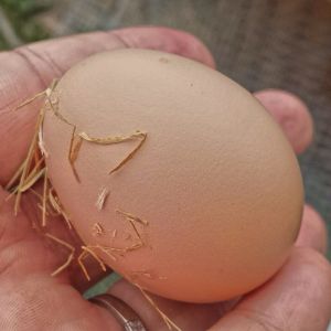 Our first egg!