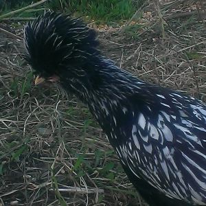 Loki, my silver laced polish roo that was suppose to be a silver sebright! :D
