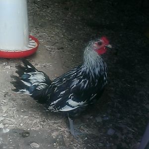Dragos, my silver spangled Hamburg rooster.