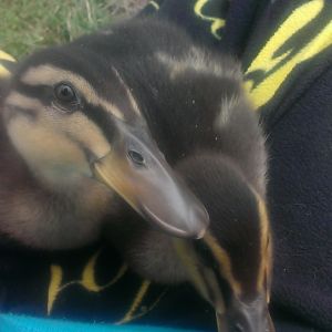 My ducks, Talos and Thyla. Talos means "protecter" and Thyla means "friend".