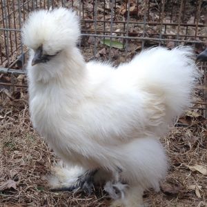 Young white hen.