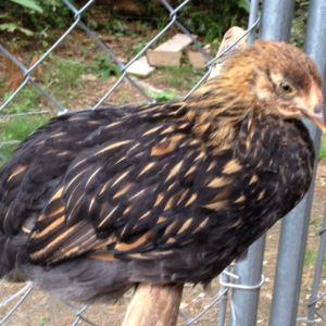 Cubby the golden laced wynadotte