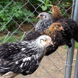 These are my 7 week old silver & golden laced wynadottes enjoying their new outdoor home: In order from front to back- Libby, Cubby, Nugget & Tippy.