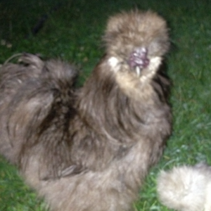 An also gentle Blue Silkie Roo who is VERY sweet with chicks.