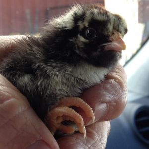 2014  Silver laced Wyandotte #1, 1-2 weeks old